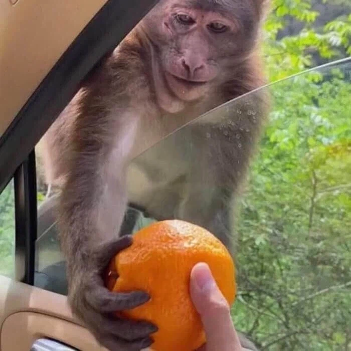 ?? : 공주를 무사히 빼돌리면 이 오렌지를 준다고?!!_7.webp