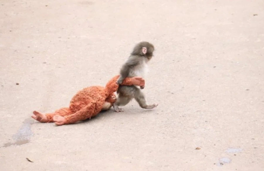 엄마에게 버림 받은 일본 원숭이 펀치_3.webp
