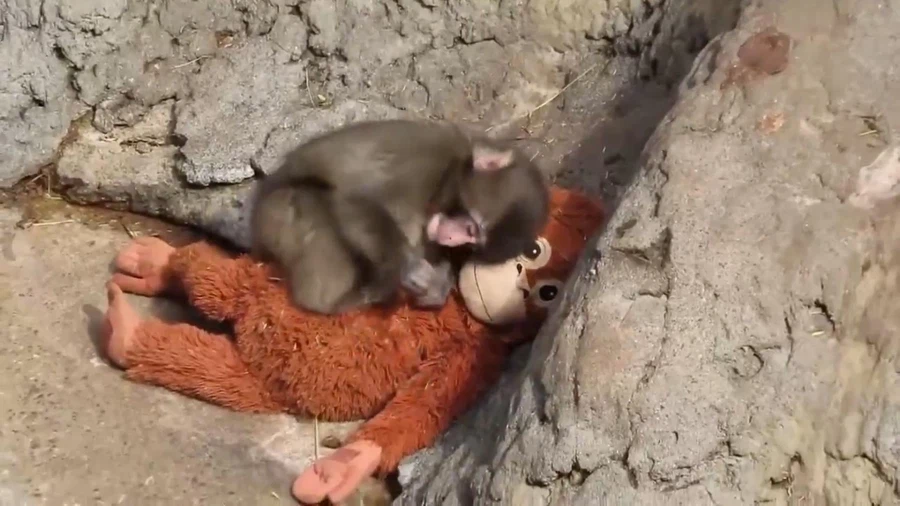 엄마에게 버림 받은 일본 원숭이 펀치_4.webp