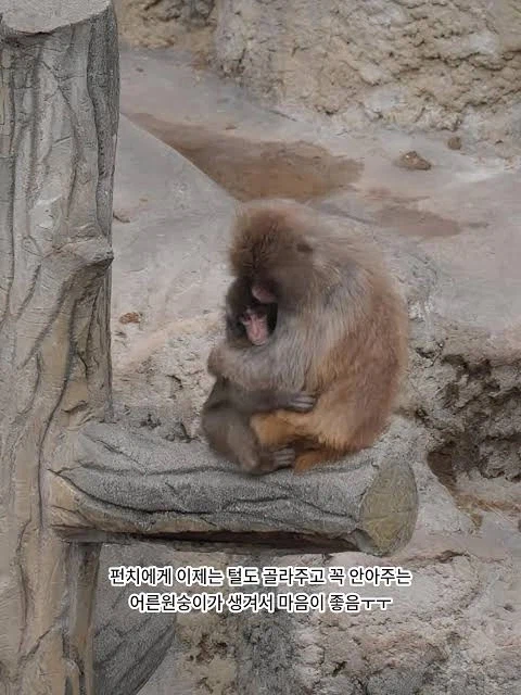 엄마에게 버림 받은 일본 원숭이 펀치_5.webp