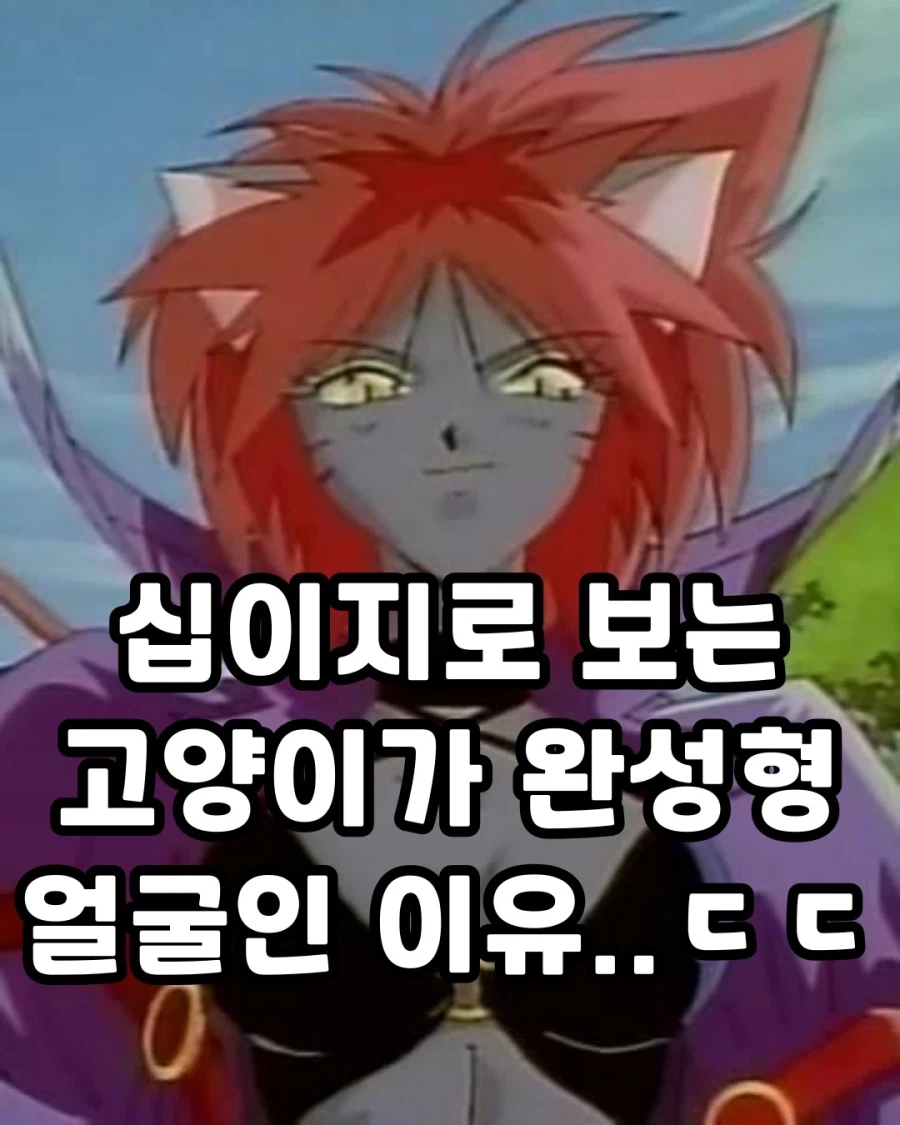 십이지로 보는 고양이가 완성형 얼굴인 이유..._1.webp