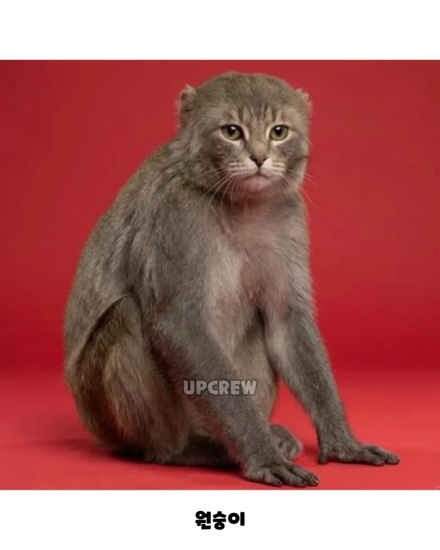 십이지로 보는 고양이가 완성형 얼굴인 이유..._10.webp