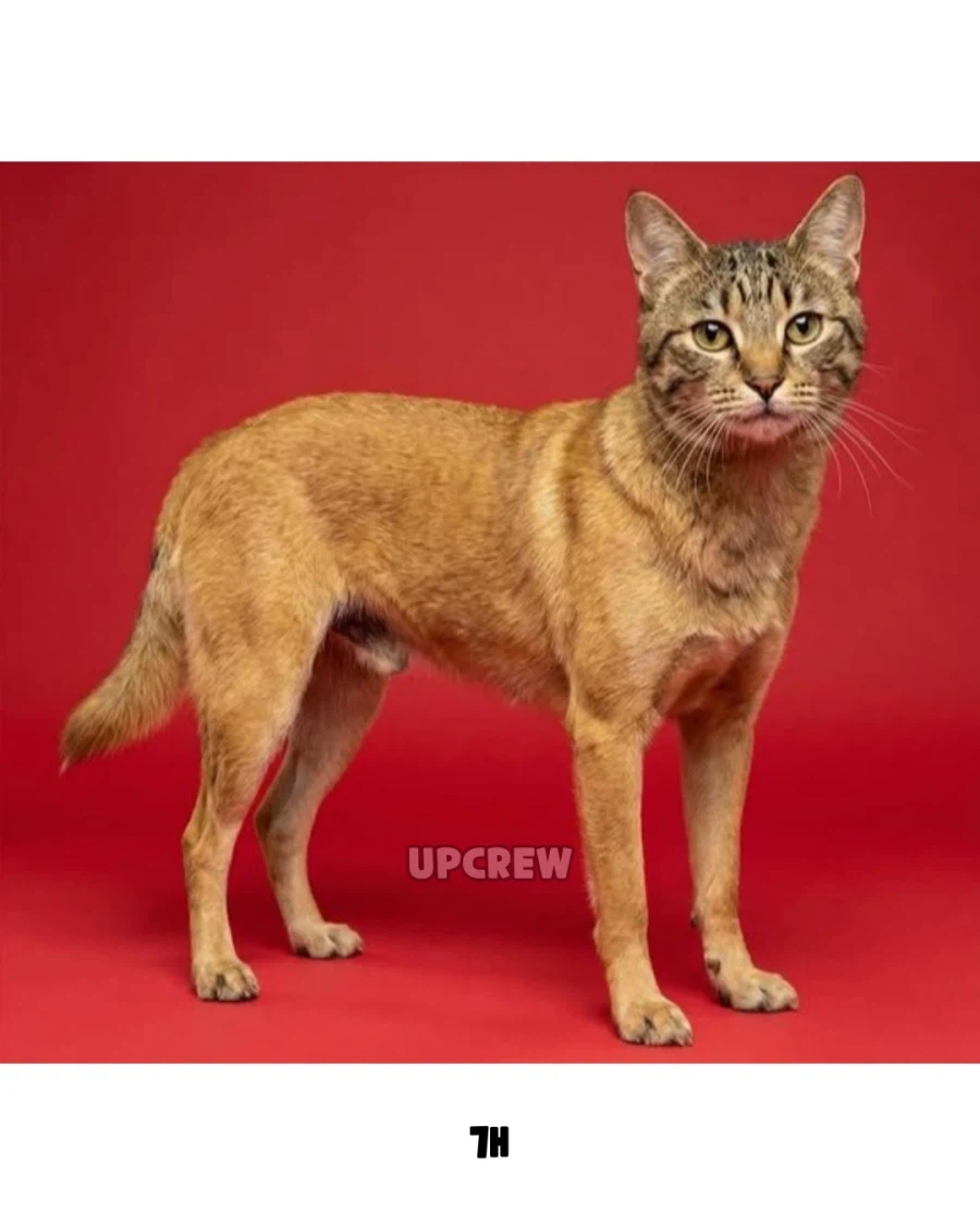 십이지로 보는 고양이가 완성형 얼굴인 이유..._12.webp