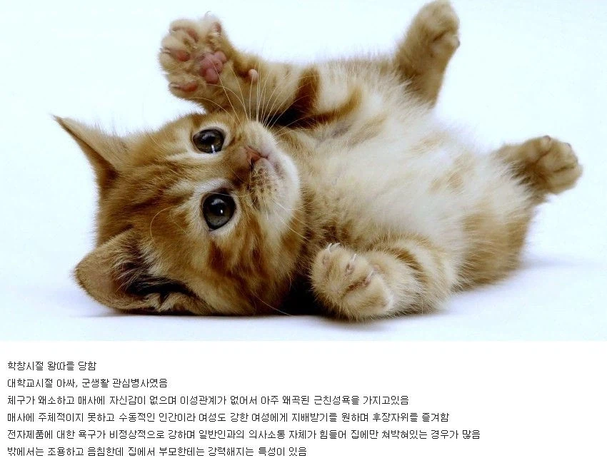 의외로 한때 디씨를 불태웠던 고양이_1.webp