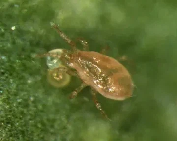 약혐) 귀여운 이름과 다르게 극혐인 생물_1.webp