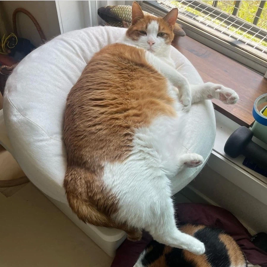 고양이가 인덕션 못 건드리게 하는 법_2.webp