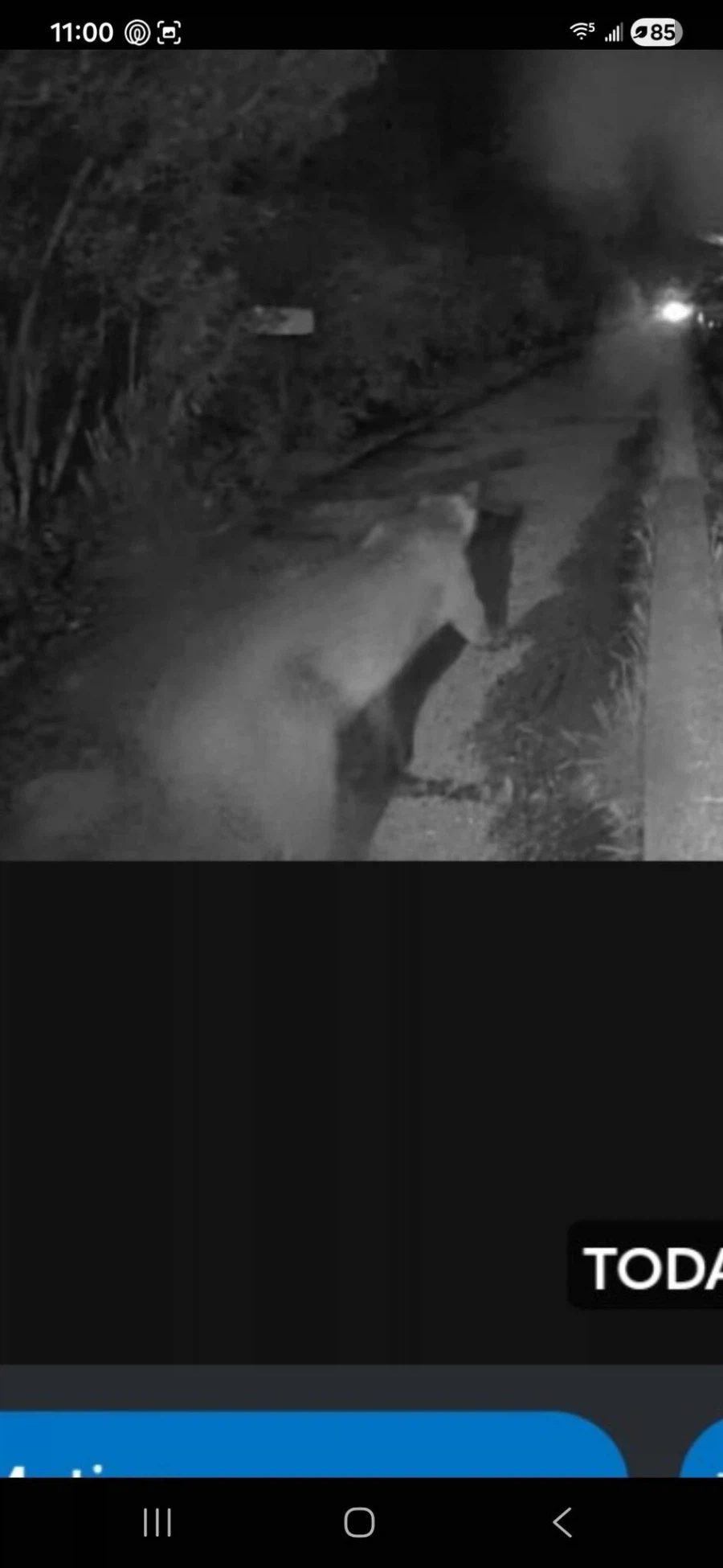 어젯밤 우리동네에 출몰했다는 길냥이_1.webp