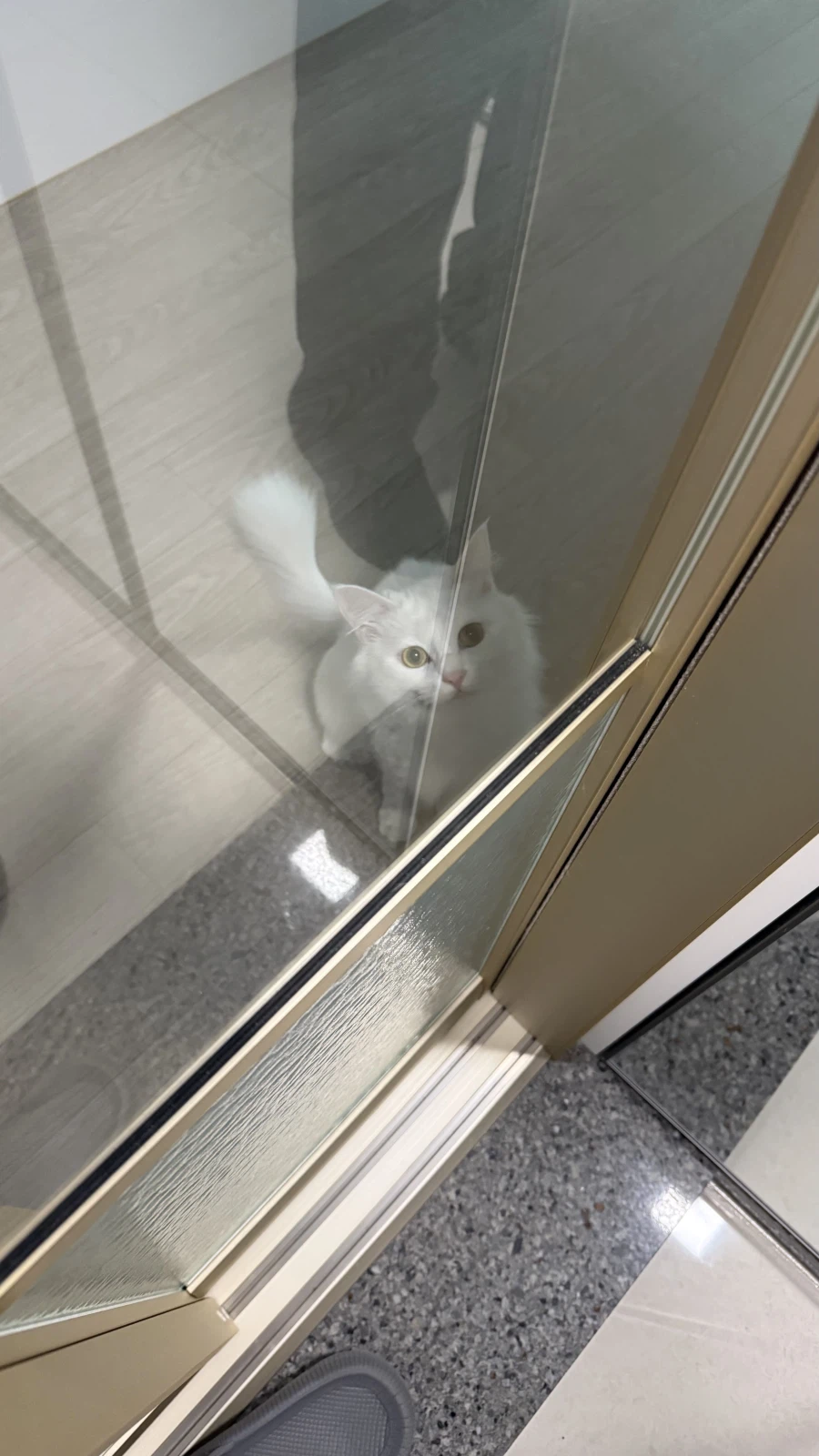 우리집 고양이 특_1.webp