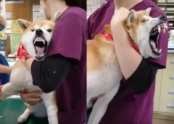 시바견 엄살 떠는 거 처음 봄.jpgif_1.webp