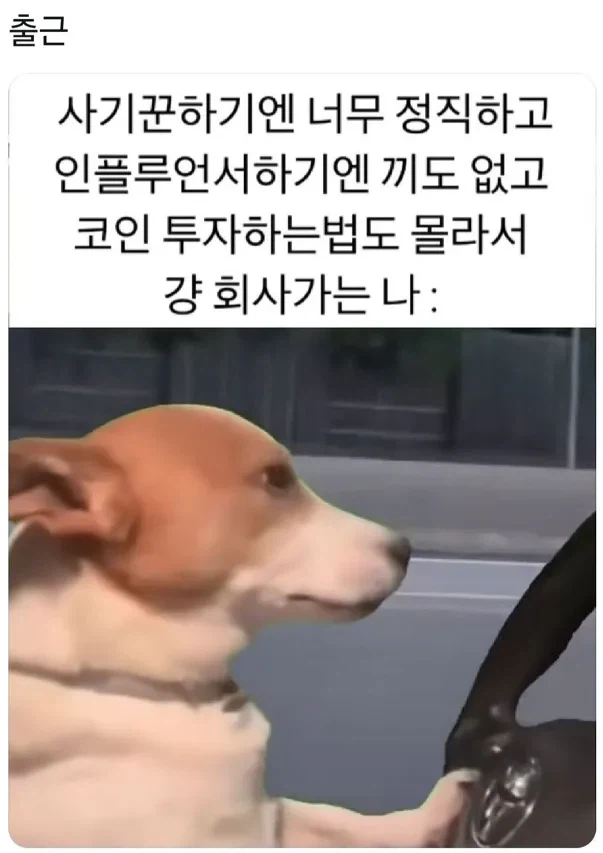 정직하고 할줄 모르고 끼도 없으면 해야하는것_1.webp