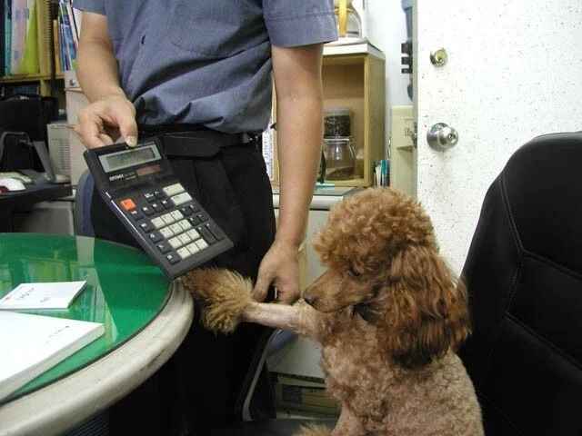 복돌이의 최후_1.webp