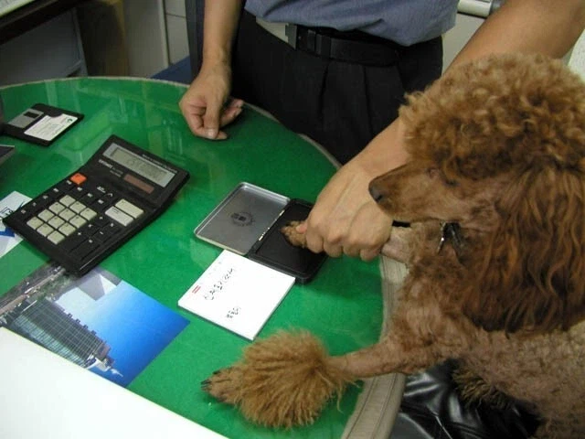 복돌이의 최후_2.webp