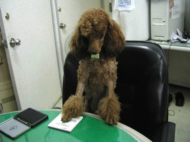 복돌이의 최후_3.webp