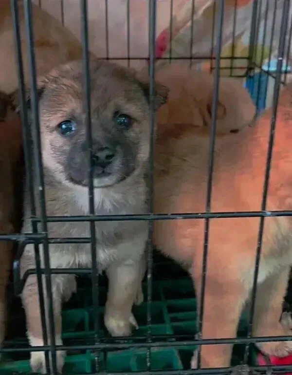 유기견들 입양 전후 표정 차이_1.webp