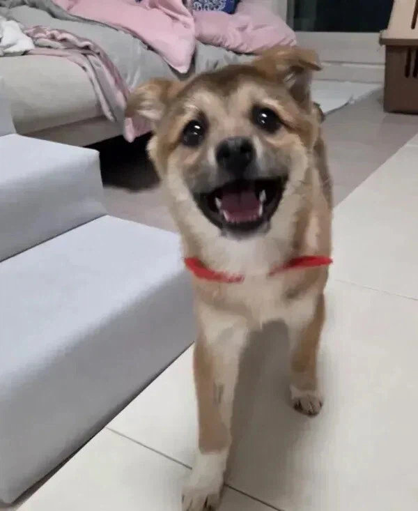 유기견들 입양 전후 표정 차이_2.webp