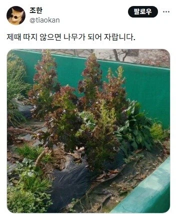 텃밭 가꾸기 초보들이 가장 흔하게 하는 실수_2.webp