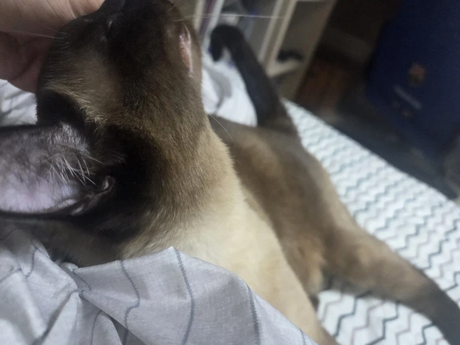 고양이 귀 좀 가지고 장난 좀 했음_1.webp