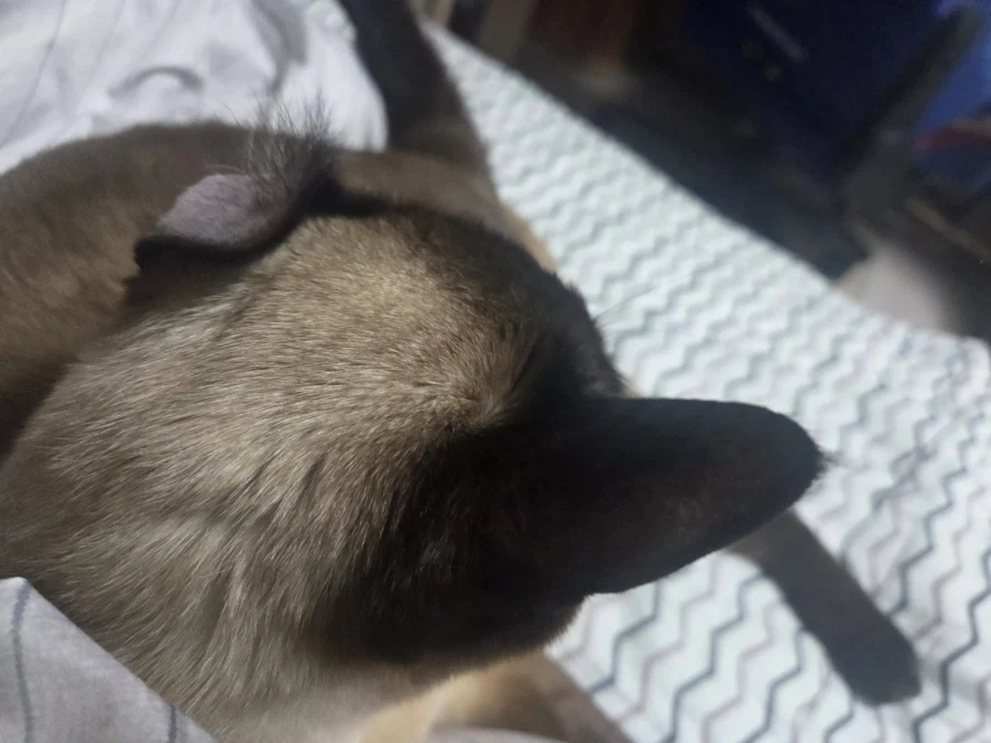 고양이 귀 좀 가지고 장난 좀 했음_2.webp