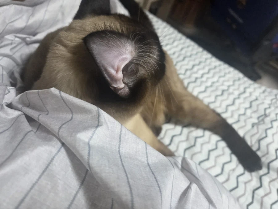 고양이 귀 좀 가지고 장난 좀 했음_3.webp