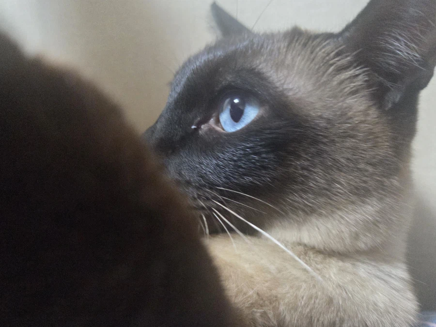 고양이 귀 좀 가지고 장난 좀 했음_5.webp