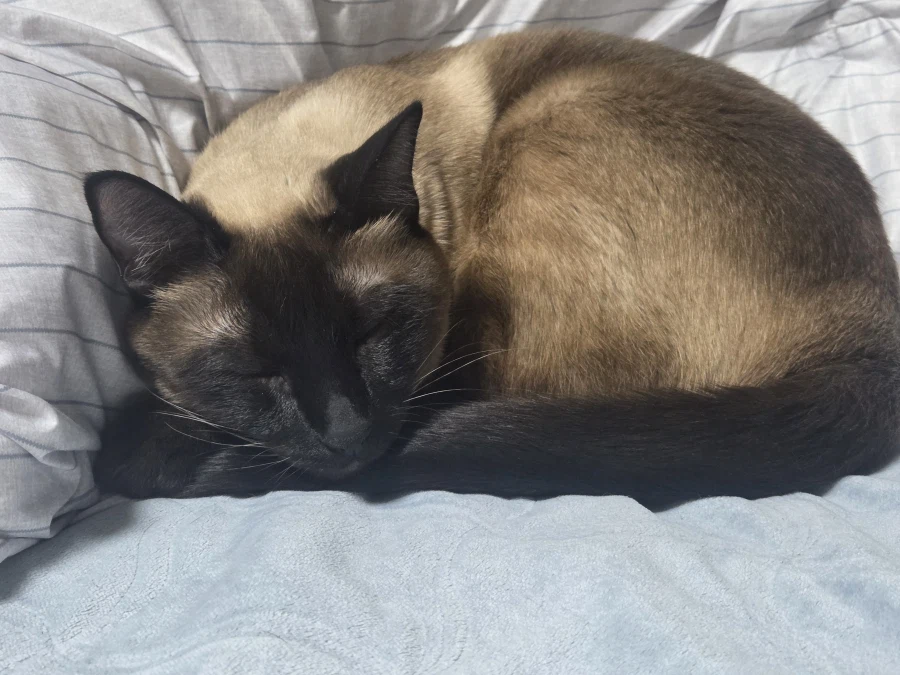 고양이 귀 좀 가지고 장난 좀 했음_6.webp