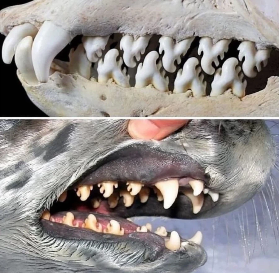 섬뜩한 이빨에 숨겨진 진실_1.webp