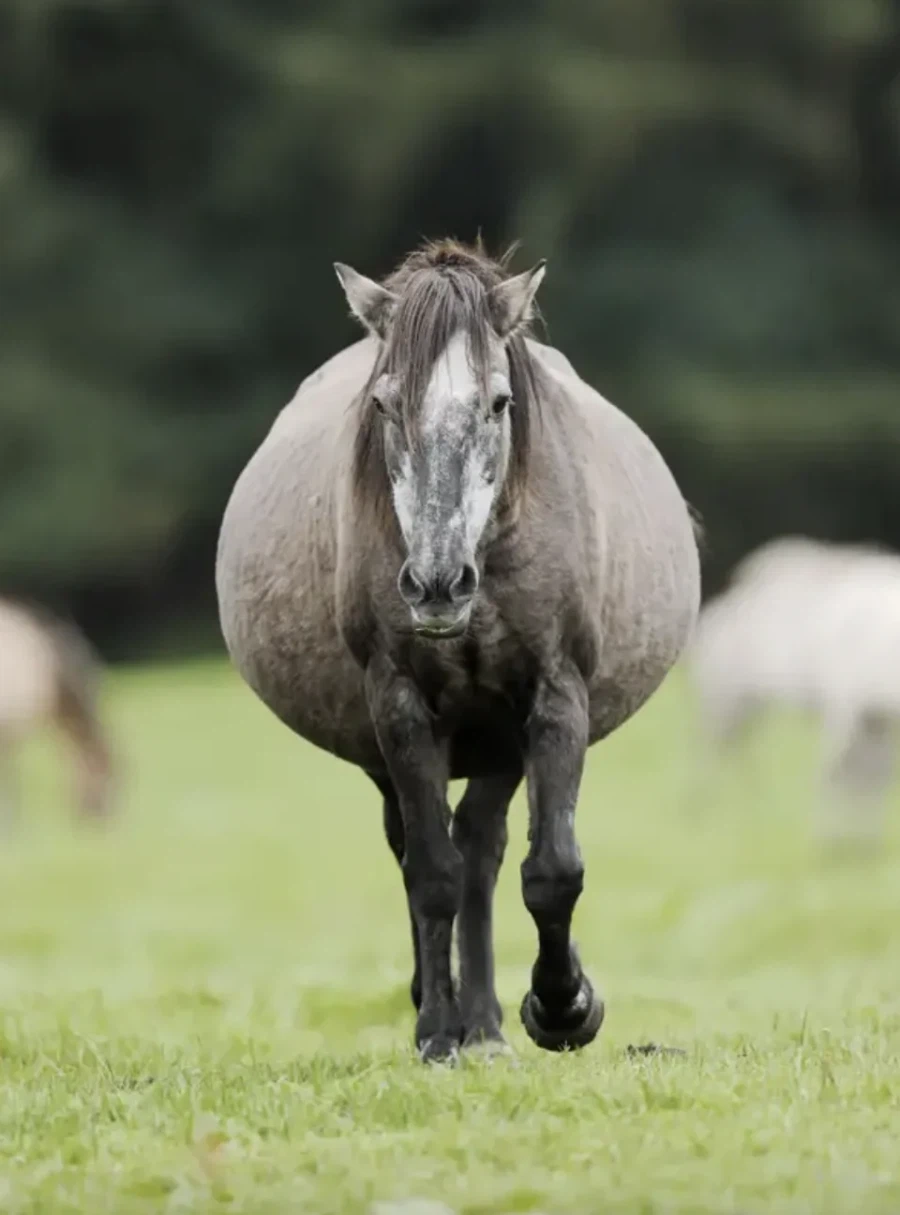 임신한 말의 정면샷.jpg_1.webp