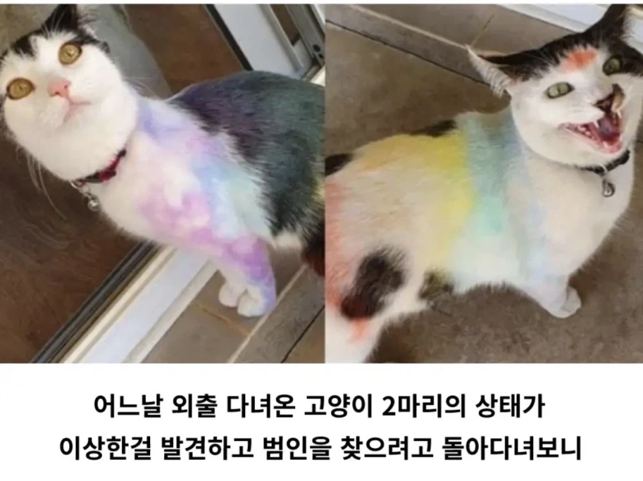 고양이가 알록달록 해진 이유_1.webp