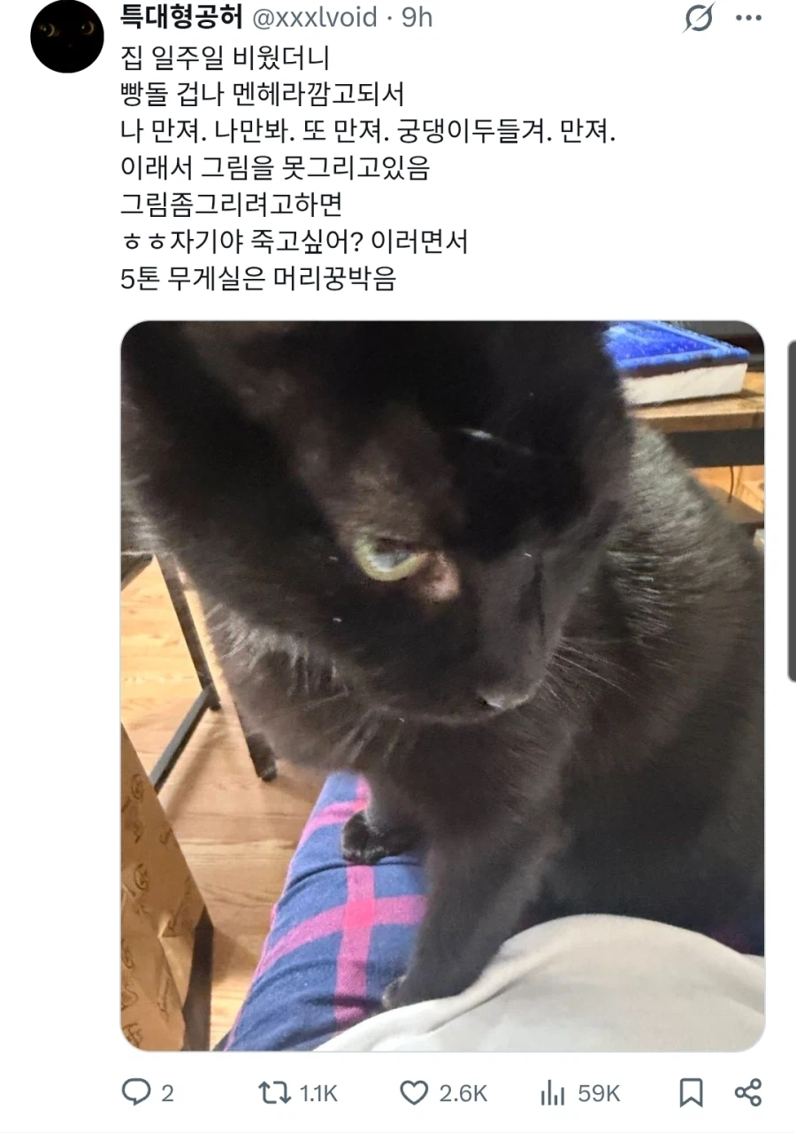 집 일주일 비우고 돌아온 집사를 본 고양이_1.webp