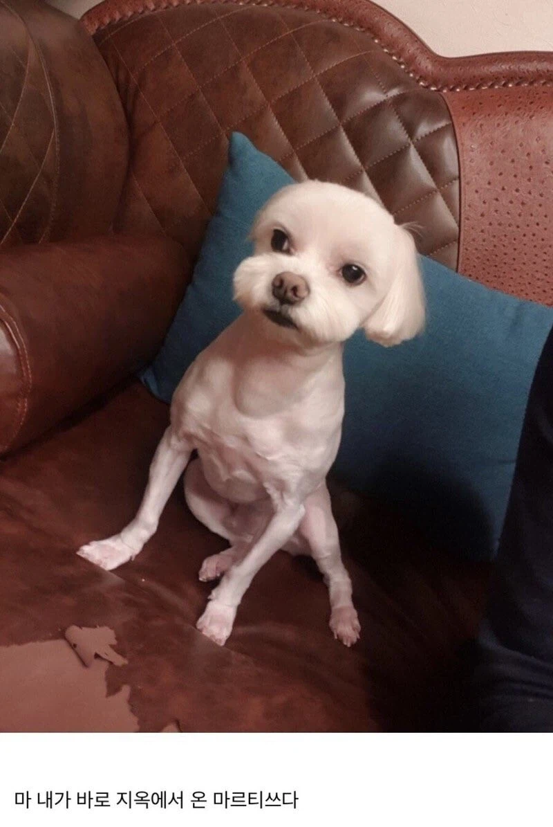 닭가슴살 먹고 벌크업한 강아지.JPG_2.webp