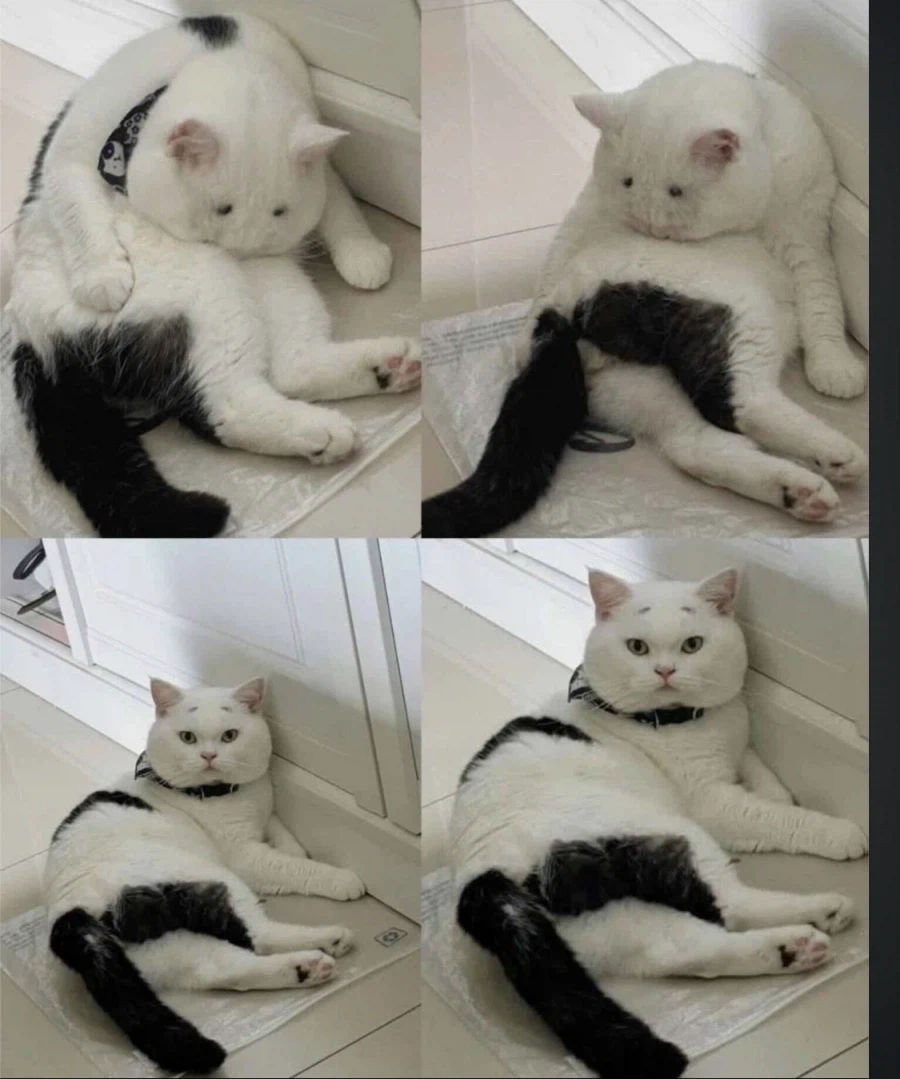 두 얼굴을 가진 떼걸룩_1.webp