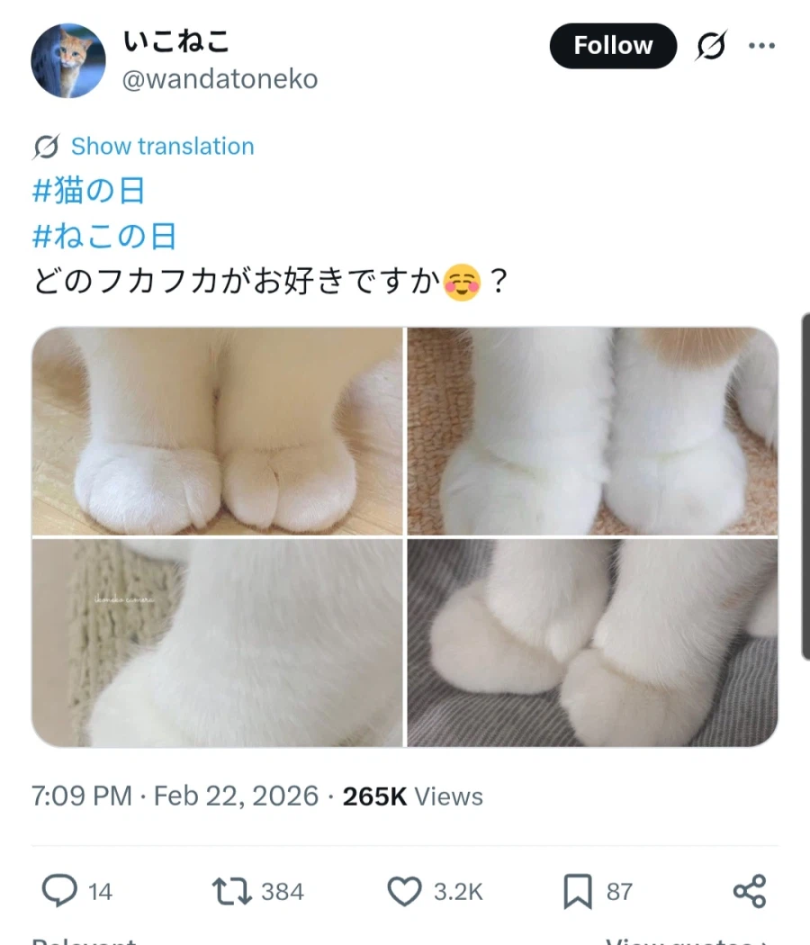 고양이) 한 일 우 호_1.webp