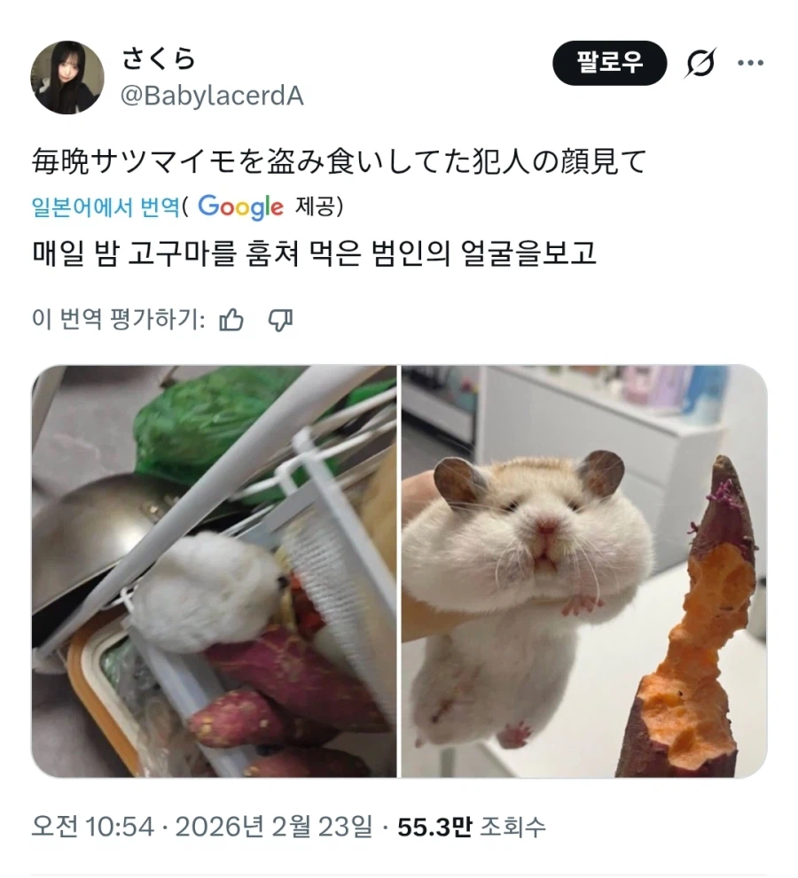 매일 밤 고구마를 훔치던 도둑 체포_1.webp