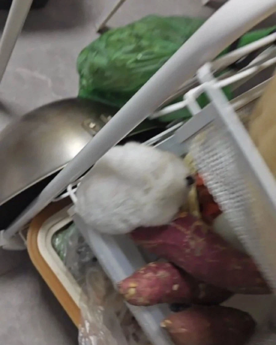 매일 밤 고구마를 훔치던 도둑 체포_2.webp