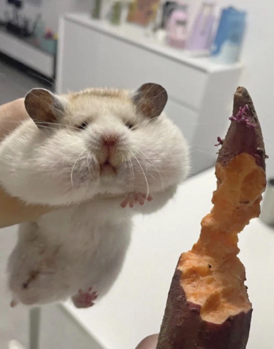 매일 밤 고구마를 훔치던 도둑 체포_3.webp