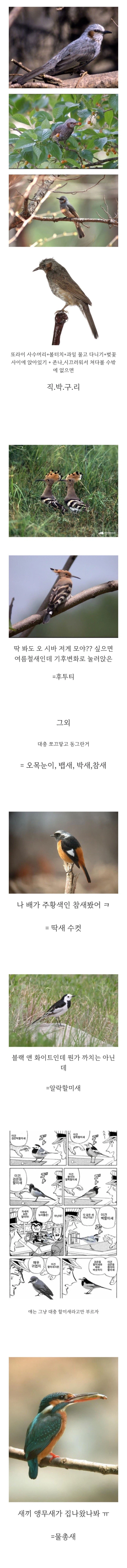 한국 야생에서 볼 수 있는 새들 총정리_1.webp