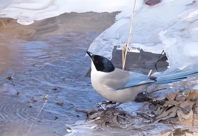 게-이 게-이 하고 탁하게 우는 것으로 유명한 새_1.webp