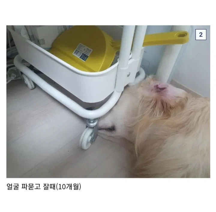 애착선반에서 자는 골든리트리버_2.webp
