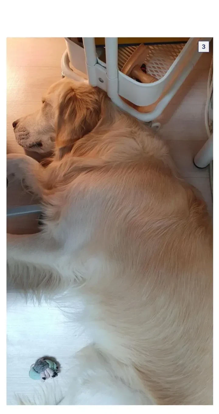 애착선반에서 자는 골든리트리버_3.webp
