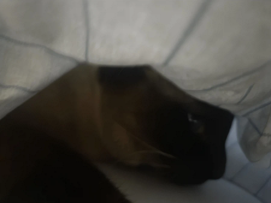 일어나 집사! 츄르값 벌어와야지!!!_1.webp