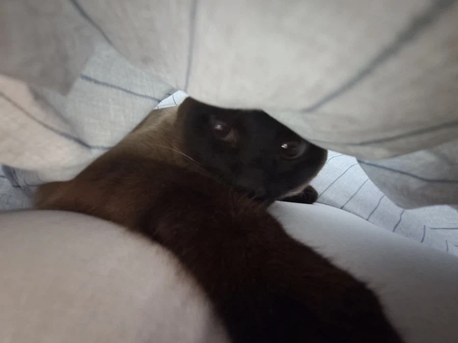 일어나 집사! 츄르값 벌어와야지!!!_2.webp