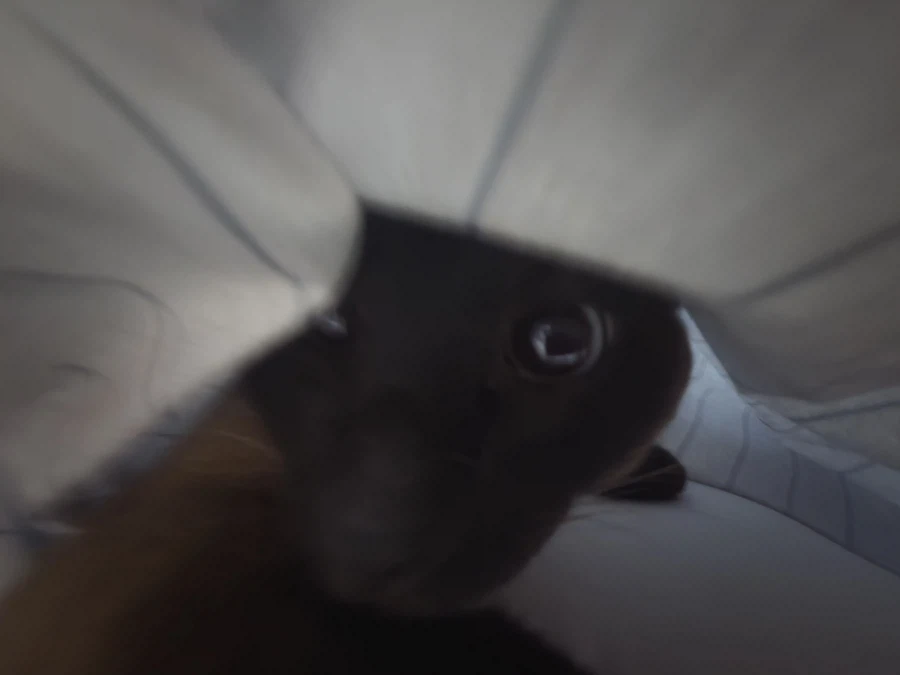 일어나 집사! 츄르값 벌어와야지!!!_3.webp