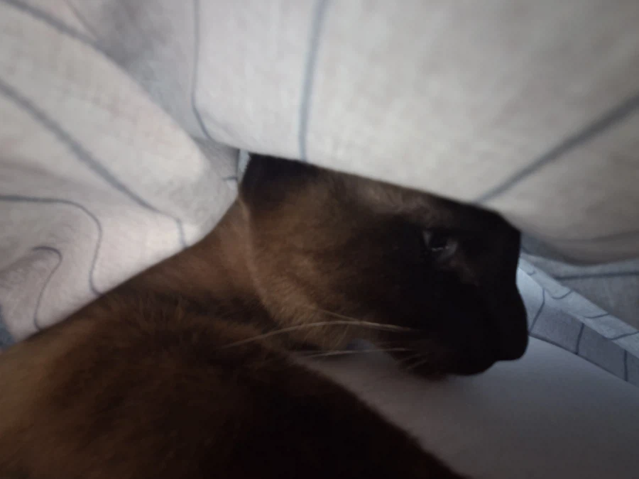 일어나 집사! 츄르값 벌어와야지!!!_4.webp