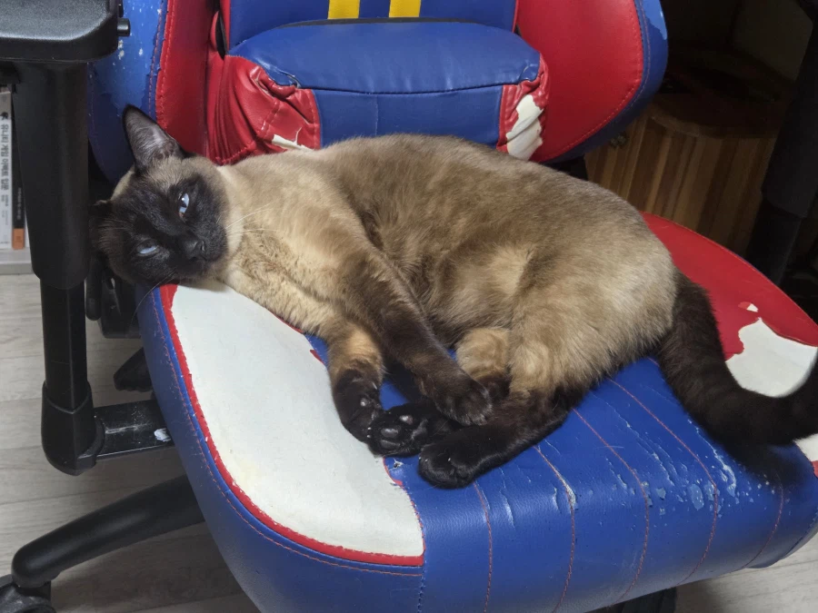 일어나 집사! 츄르값 벌어와야지!!!_9.webp