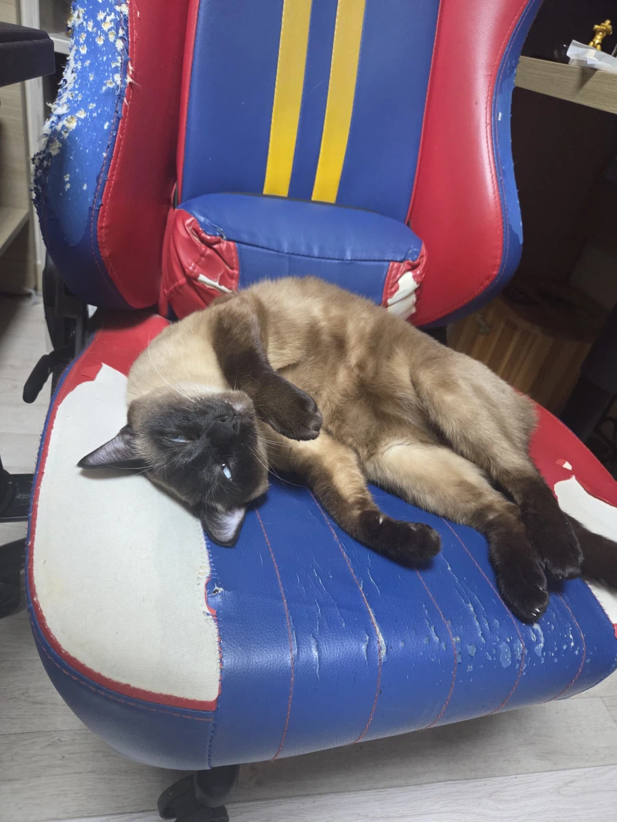 일어나 집사! 츄르값 벌어와야지!!!_10.webp