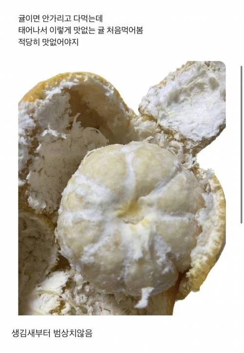 태어나서 처음먹어보는 맛없는귤.jpg_1.webp