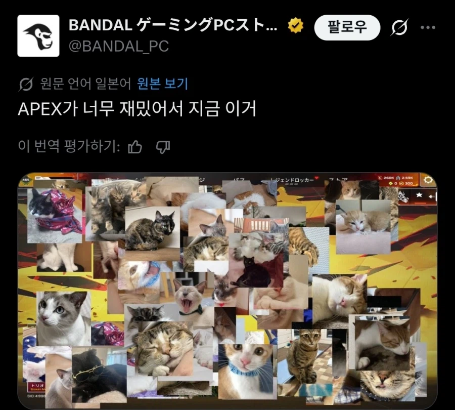 나쁜말을 하면 화면에 고양이가 띄워지는 프로그램 무료 공개중.twit_2.webp