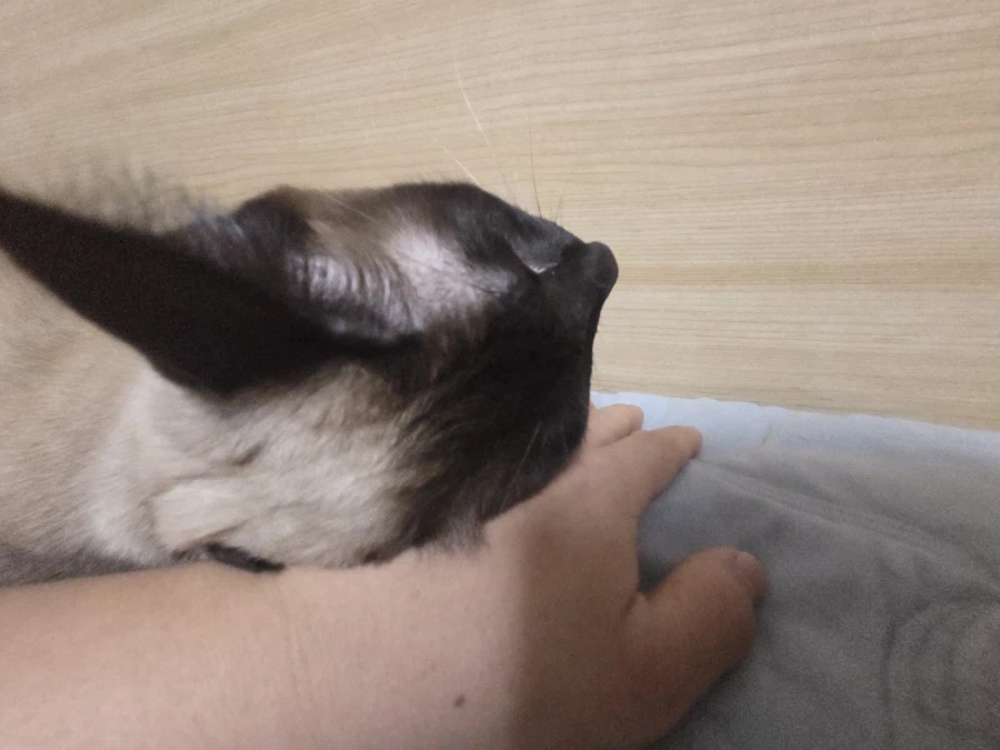 고양이 이름을 한번 불러봤다..._1.webp