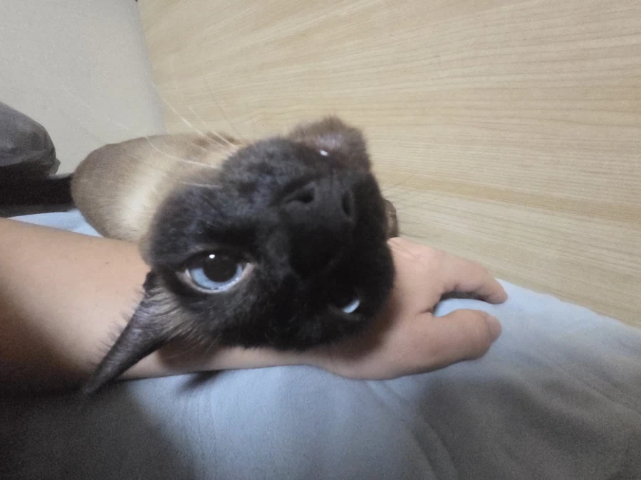 고양이 이름을 한번 불러봤다..._3.webp