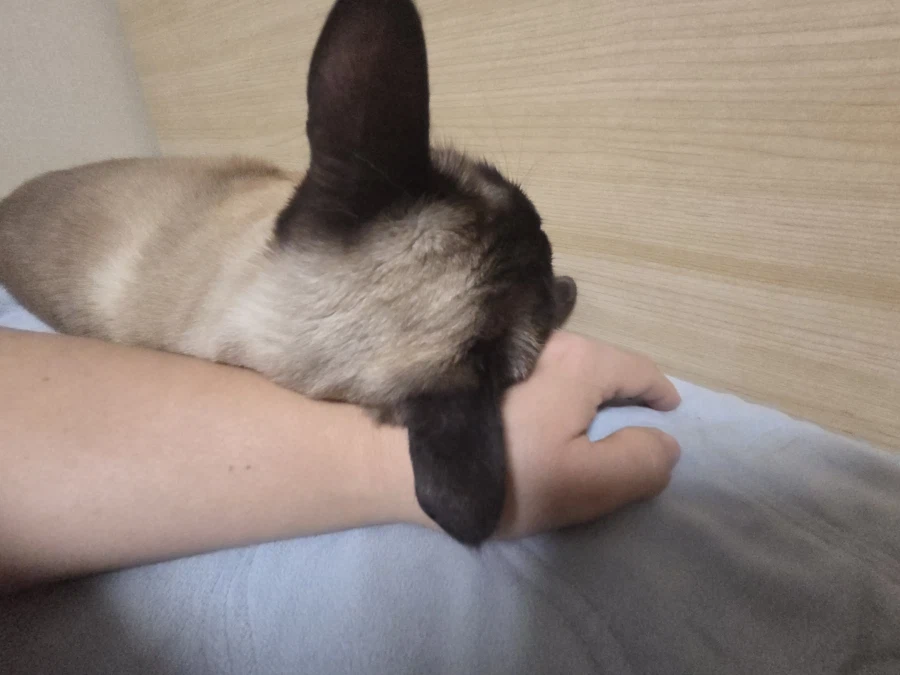 고양이 이름을 한번 불러봤다..._4.webp